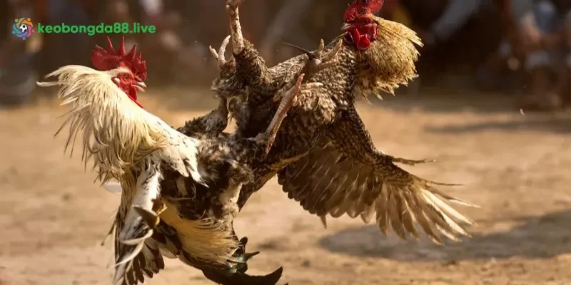 Tại sao đá gà kèo bóng đá lại có sức hút đến vậy?